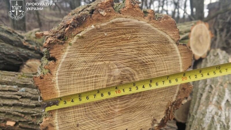 На Дніпропетровщині вісьмох людей підозрюють у незаконній вирубці лісу на майже 10 млн грн