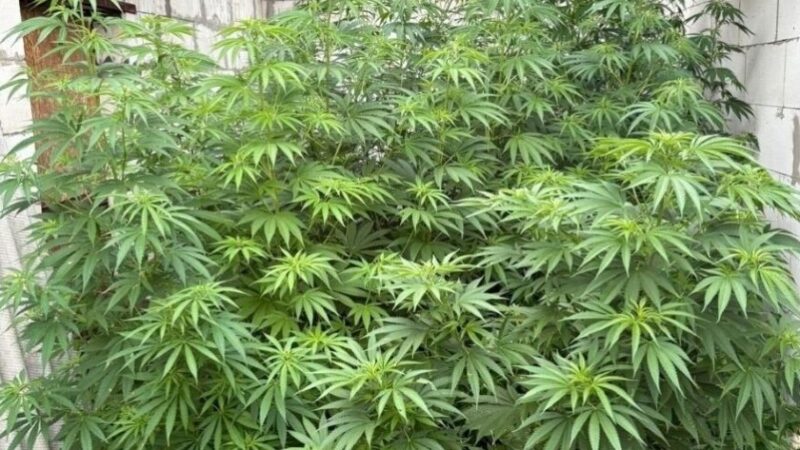 У Самарі чоловіка судитимуть за вирощування та зберігання конопель: деталі
