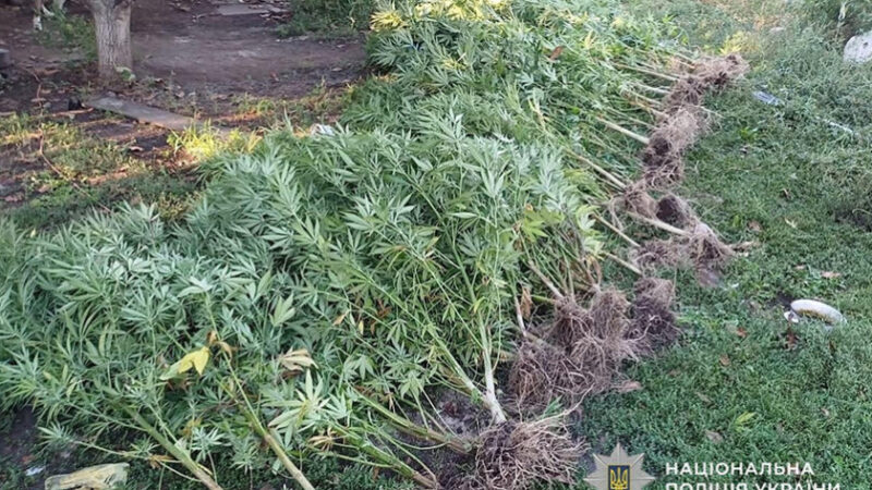 Поліцейські Кривого Рогу викрили підозрюваного у вирощуванні рослин конопель