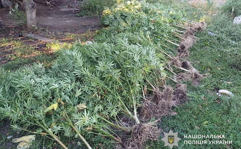 Поліцейські Кривого Рогу викрили підозрюваного у вирощуванні рослин конопель