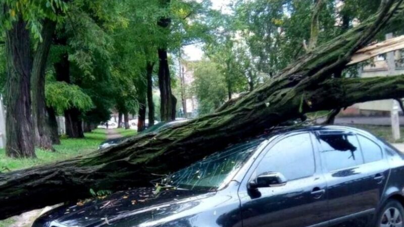 У Кам’янському через сильний вітер на автівку впало дерево