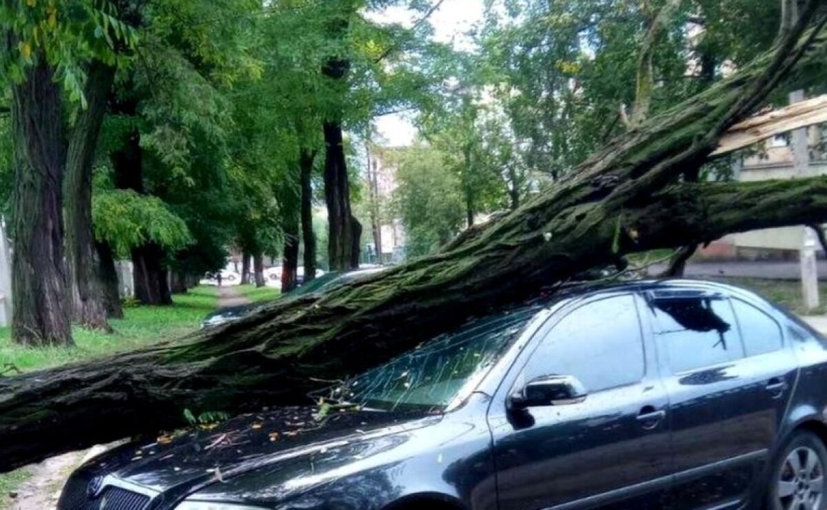 У Кам’янському через сильний вітер на автівку впало дерево