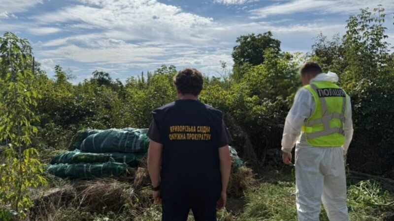 На Дніпропетровщині поліцейські викрили незаконне вирощування конопель та збут канабісу: вилучено понад 20 кг наркотичного засобу та понад 1,3 тисячі рослин