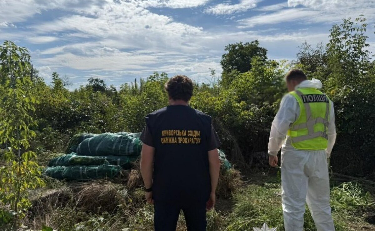 На Дніпропетровщині поліцейські викрили незаконне вирощування конопель та збут канабісу: вилучено понад 20 кг наркотичного засобу та понад 1,3 тисячі рослин