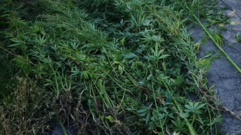 Незаконно вирощували коноплі у Кам’янському: перед судом постануть двоє містян