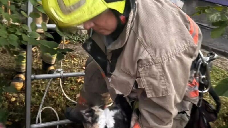 Запорізькі надзвичайники врятували котика з дерева