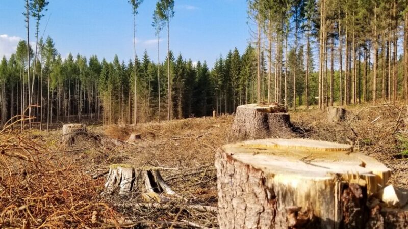 На Запоріжжі за незаконну вирубку понад 1200 дерев стягнули 5 млн грн збитків