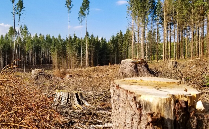 На Запоріжжі за незаконну вирубку понад 1200 дерев стягнули 5 млн грн збитків
