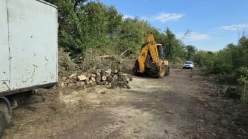Незаконно вирубували зелені насадження: у Дніпровському районі патрульні виявили двох чоловіків