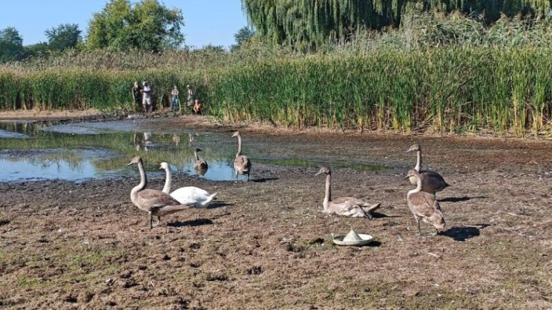 На Дніпропетровщині рятують родину лебедів із пересохлої водойми