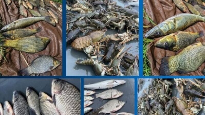 Збитки майже 194 тисячі грн: на Дніпропетровщині та Запоріжжі виявили два випадки незаконного рибальства