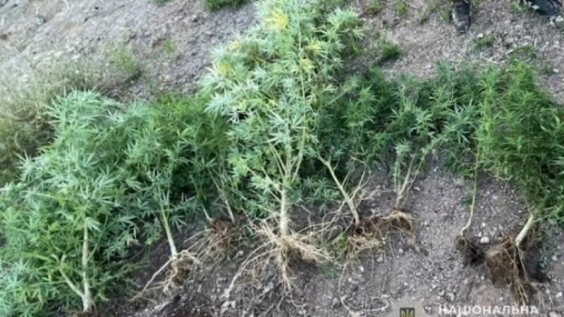 Вирощував нарковмісні рослини: у Кривому Розі викрили підозрюваного