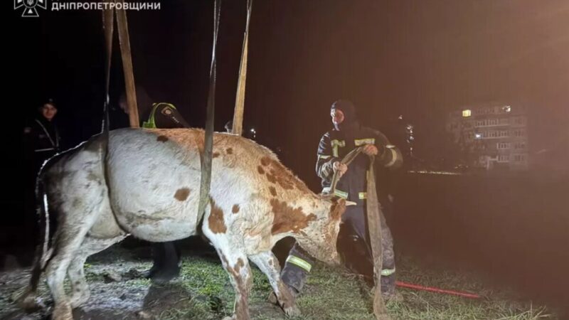У Павлоградському районі рятувальники визволили корову, яка впала в траншею